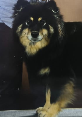 Étalon Chien finnois de Laponie - CH. Piki kaapro albus