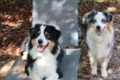 Étalon Berger Australien - U'stralian tamarama beach Du Royaume Secret D'opaline