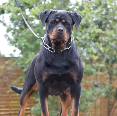 Étalon Rottweiler - Talion law Vom Hause Matterhorn