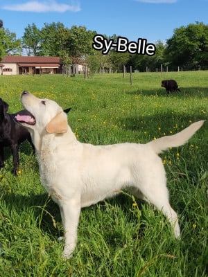 Étalon Labrador Retriever - Sy-belle Des Bois Du Ranchot