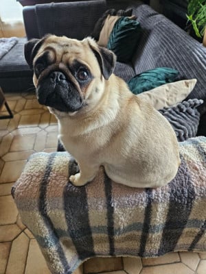 Étalon Carlin - The queen lizzie Des Faces Masquées