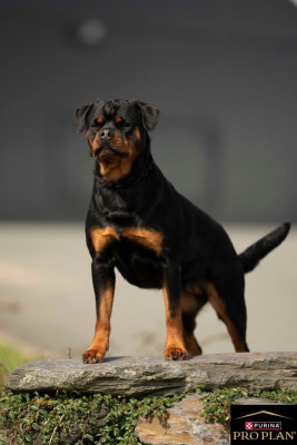 Étalon Rottweiler - Unit Des Guerriers De L'Argoat