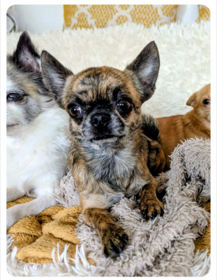 Étalon Chihuahua - Teena kira (Sans Affixe)