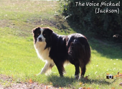 Étalon Berger Australien - The voice mickael du Domaine D'Arinella Bianca