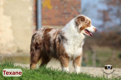 Texane Du Clan De Mackenzie