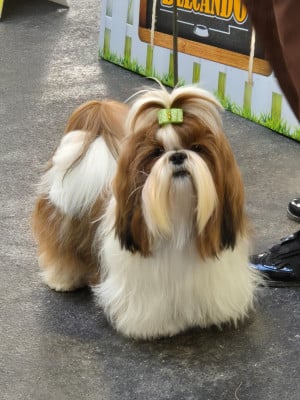 Une belle histoire des Pommiers du Pays d'Othe