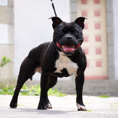Étalon Staffordshire Bull Terrier - Takatoukiter Du Corsaire Des Abers