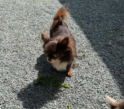 Étalon Chihuahua - Stiva of fabi marc