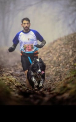 Étalon Border Collie - Une folie nommée saksa des Gardiens de la Milandre