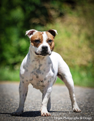 Étalon Staffordshire Bull Terrier - T'a 2 Beaux Yeux tu sais aka Tagada of Spirit Wolf Addict