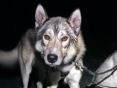Étalon Siberian Husky - supertramp family's U'kite