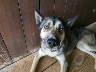 Étalon Siberian Husky - supertramp family's U'rita