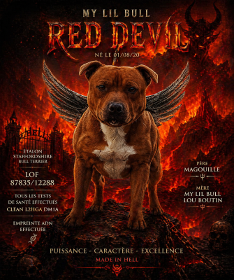 Étalon Staffordshire Bull Terrier - Titre Initial My lil bull red devil}