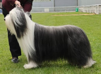 Étalon Bearded Collie - CH. Blumaci U son of the king