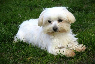 Étalon Bichon maltais - Rêve Des Vents D'Océan