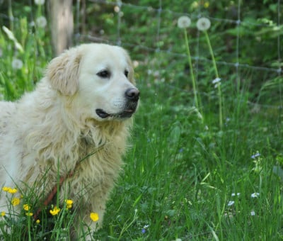 Étalon Golden Retriever - Totem Du Souvenir De Tootsie
