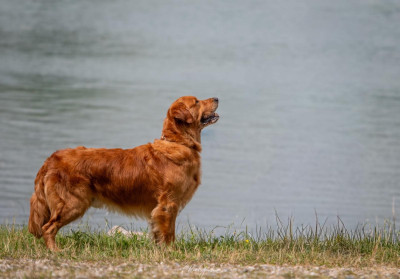 Étalon Golden Retriever - Sirius (Sans Affixe)