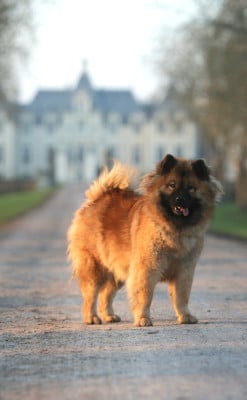 Étalon Eurasier - Time for mojito Du Royaume D'ebène
