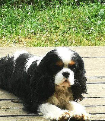 Étalon Cavalier King Charles Spaniel - ONITSHA'S Unchain my heart