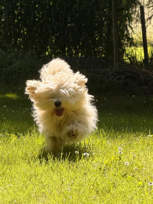 Étalon Coton de Tulear - Ubella (Sans Affixe)