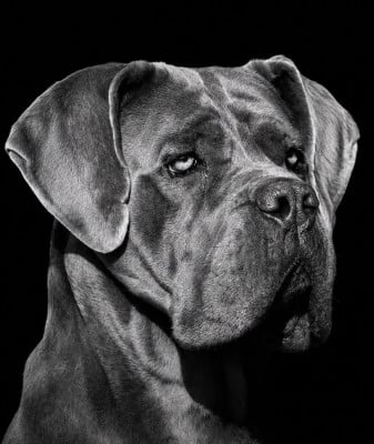 Étalon Cane Corso - Santa fe du temple de jade