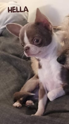 Étalon Chihuahua - Tinkerbell De La Vallée De Naica
