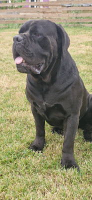 Étalon Cane Corso - Skoll Des Sentinelles De Meynard