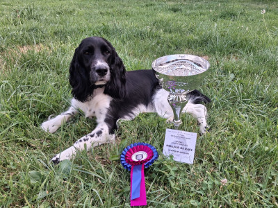 Étalon English Springer Spaniel - Vulcane Des Roches D'Orgeres