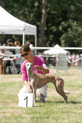 Étalon Whippet - Tanzanie Des Horizons De Beauce