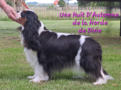 Étalon Cavalier King Charles Spaniel - Une nuit d'automne de la Horde de Dixie