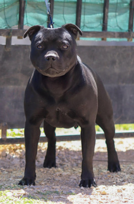 Étalon Staffordshire Bull Terrier - Valkyria Sweet Dream Stafford