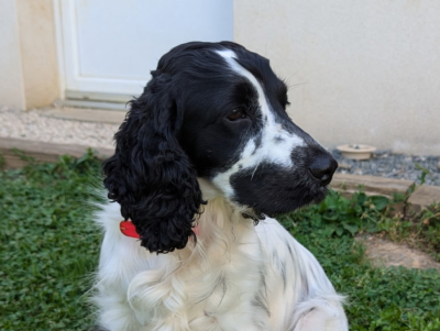 Étalon Cocker Spaniel Anglais - Snow Du Clos De Murcy