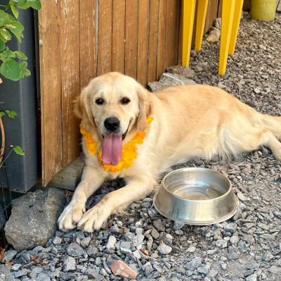 Étalon Golden Retriever - Tahiti de la Gabrière