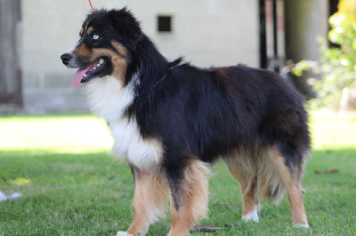 Étalon Berger Américain Miniature - Top gun de l'Angelarde