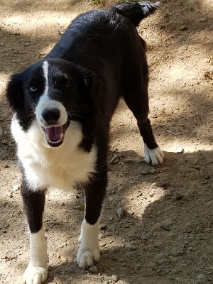 Silver Des Griffes de Feu