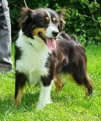 Étalon Berger Américain Miniature - Ricotta du Moulin de la Terrasse