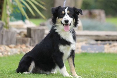 Étalon Berger Américain Miniature - Tropicana de l'Angelarde