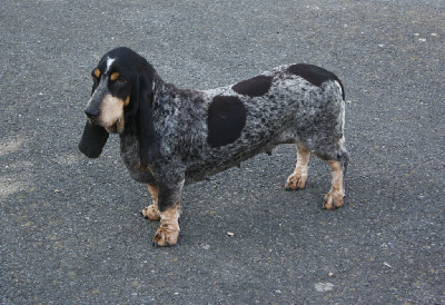 Étalon Basset bleu de Gascogne - Scheila des vallées longeronnaises