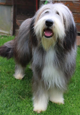Étalon Bearded Collie - U'orkade de la belle et le clochard