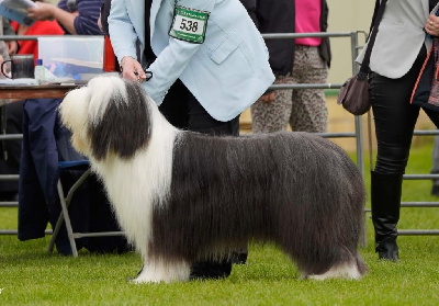 Étalon Bearded Collie - Blumaci U son of the king