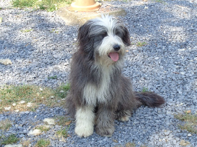Étalon Bearded Collie - Taktyk a dream of Bear'd
