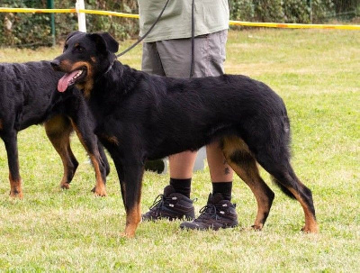 Étalon Berger de Beauce - CH. Vie en rose by piaf L'ami De La Campagne