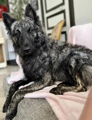 CH. Ukyo Dovahkiin Daal