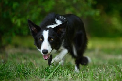 Étalon Border Collie - To moon and back Giving a Thrill
