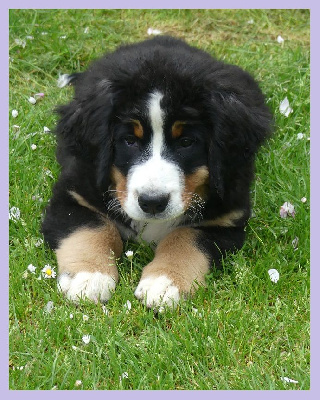 Étalon Bouvier Bernois - Very lovely Du Domaine De Crécy Pompadour