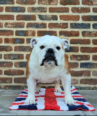 Étalon Bulldog Anglais - Shakira bred girl nb van Trod