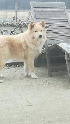 Étalon Chien finnois de Laponie - Opaali Du Cheptel De Dhelyskan