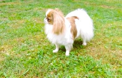 Étalon Epagneul Japonais - T'hostance du Dieu de la Lumiere