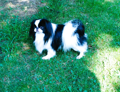 Étalon Epagneul Japonais - CH. Precious-fujita du Dieu de la Lumiere