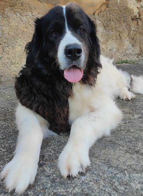Étalon Landseer type continental europeen - Freya von der hachinger furth